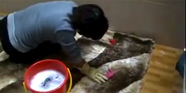 Phương pháp giặt thảm lông đơn giản bạn có thể áp dụng thực hiện
